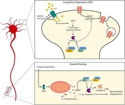 FAIM-L - SIVA-1: Two Modulators of XIAP in Non-Apoptotic Caspase Function